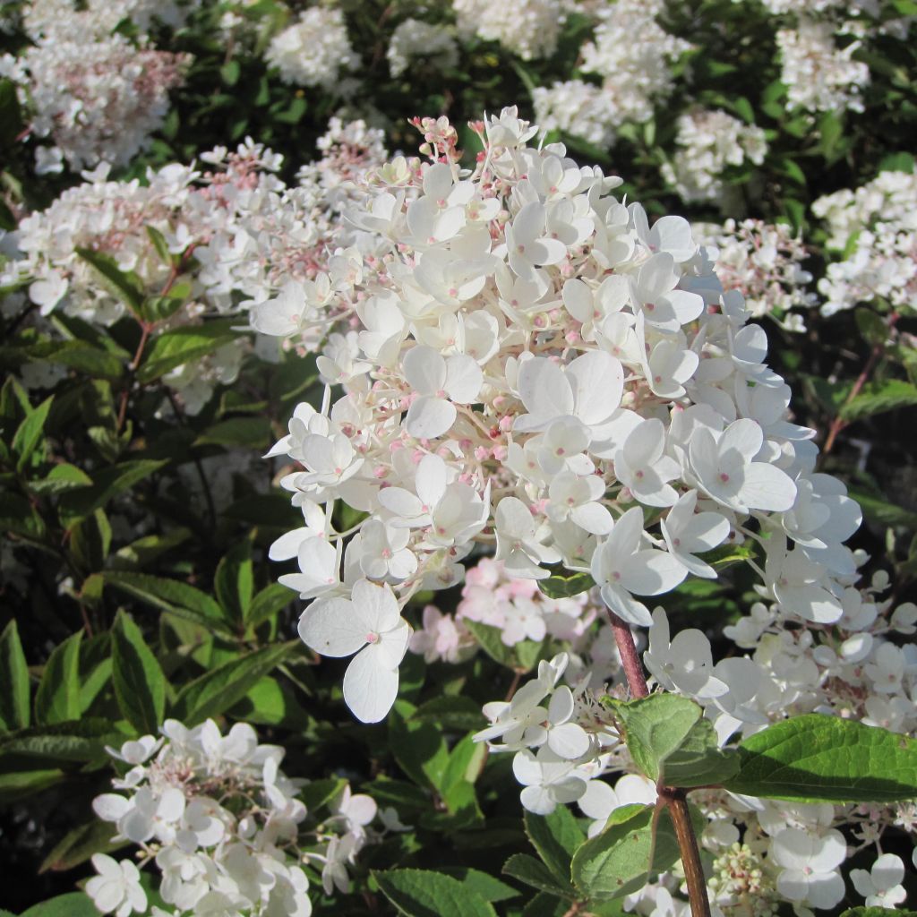 Hydrangea paniculata Grandiflora - Ortensia paniculata