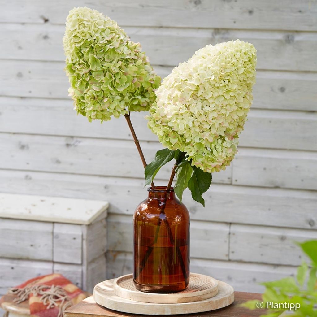 Hydrangea paniculata Hercules - Ortensia paniculata