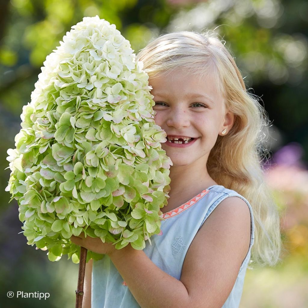 Hydrangea paniculata Hercules - Ortensia paniculata