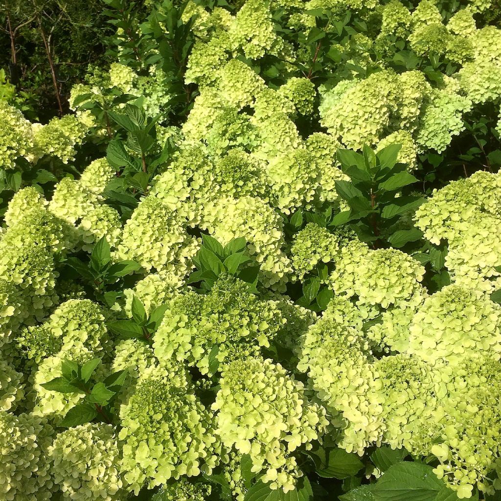 Hydrangea paniculata Mojito - Ortensia paniculata