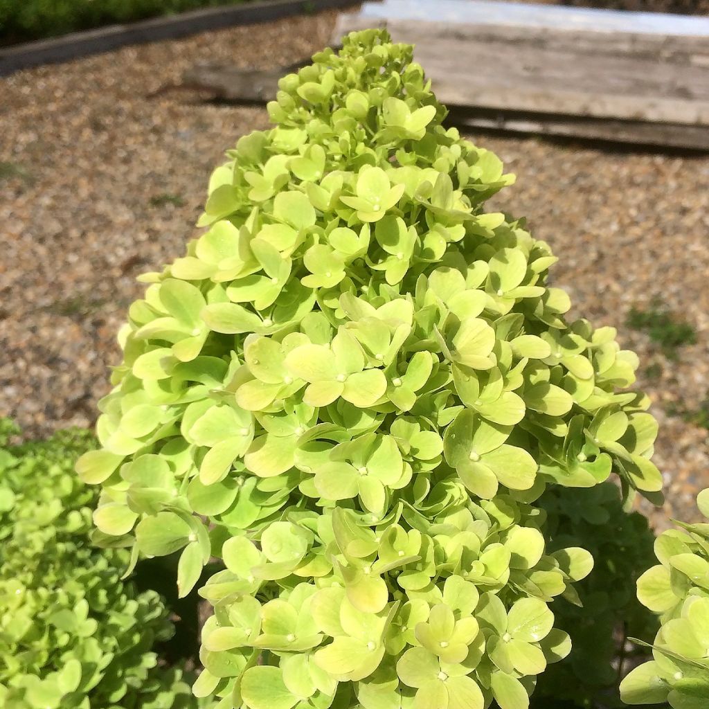 Hydrangea paniculata Mojito - Ortensia paniculata