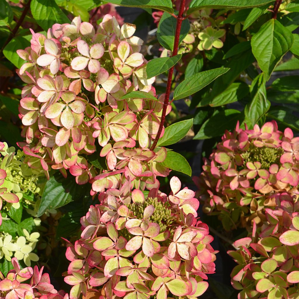 Hortensia - Hydrangea paniculata Pastelgreen ® Rencolor