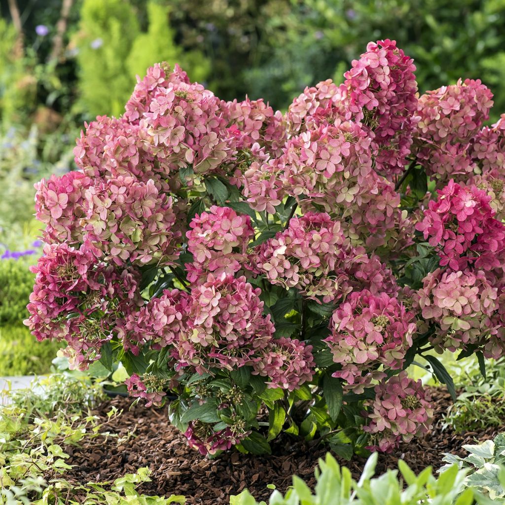 Hydrangea paniculata Petite Star - Ortensia paniculata