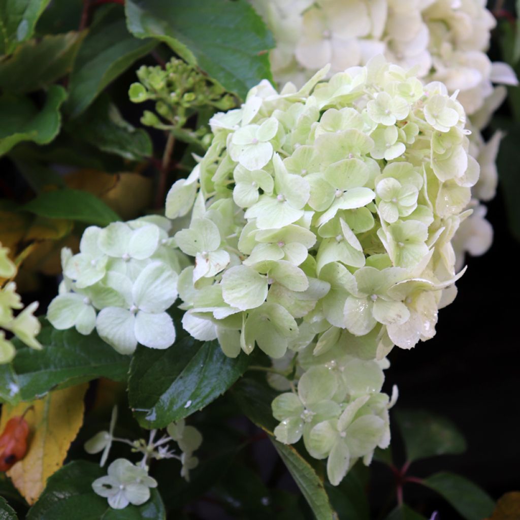 Hydrangea paniculata Polar Bear - Ortensia paniculata