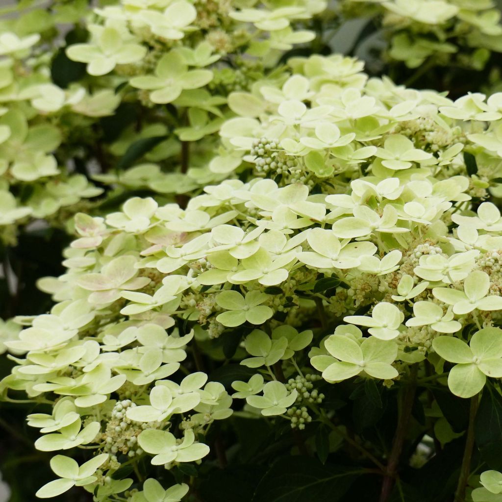 Hydrangea paniculata Switch Ophelia - Ortensia paniculata