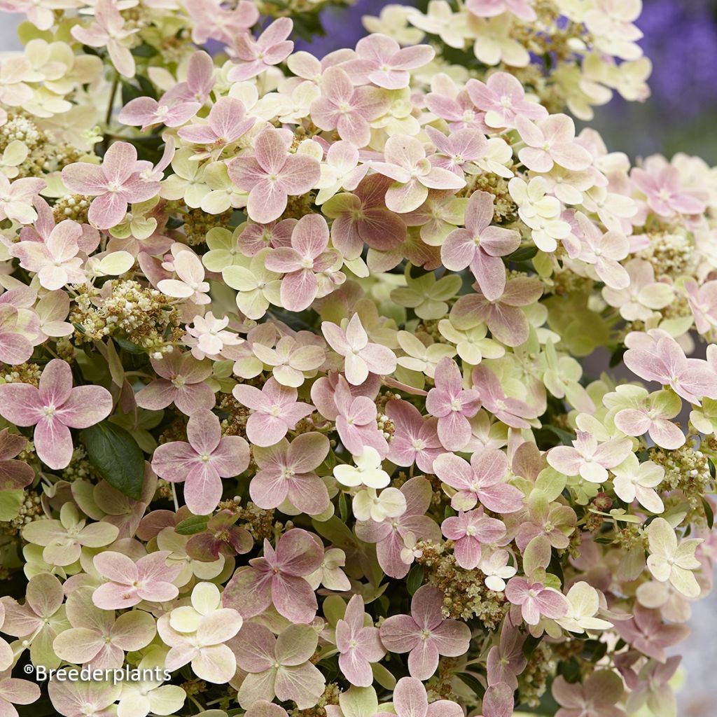 Hydrangea paniculata Switch Ophelia - Ortensia paniculata