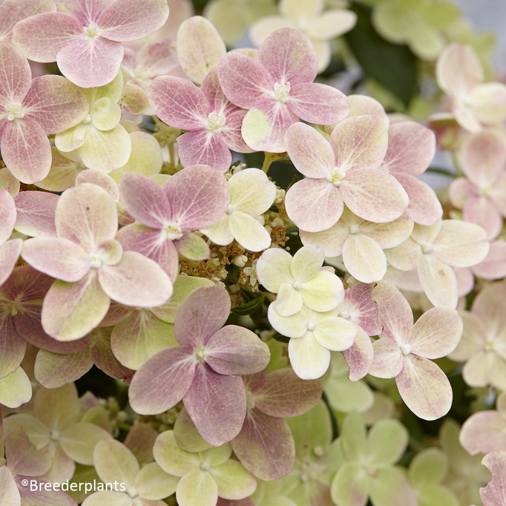 Hydrangea paniculata Switch Ophelia - Ortensia paniculata