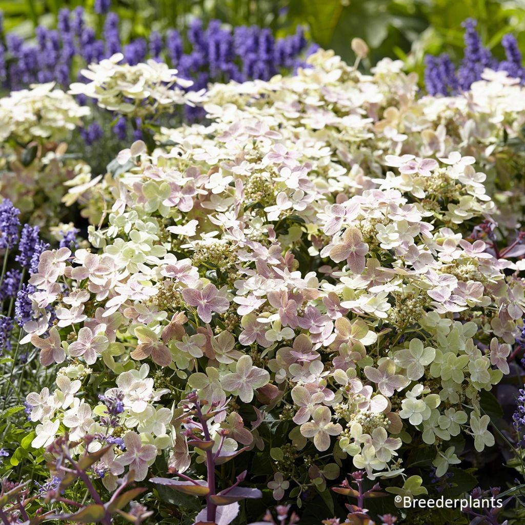 Hydrangea paniculata Switch Ophelia - Ortensia paniculata