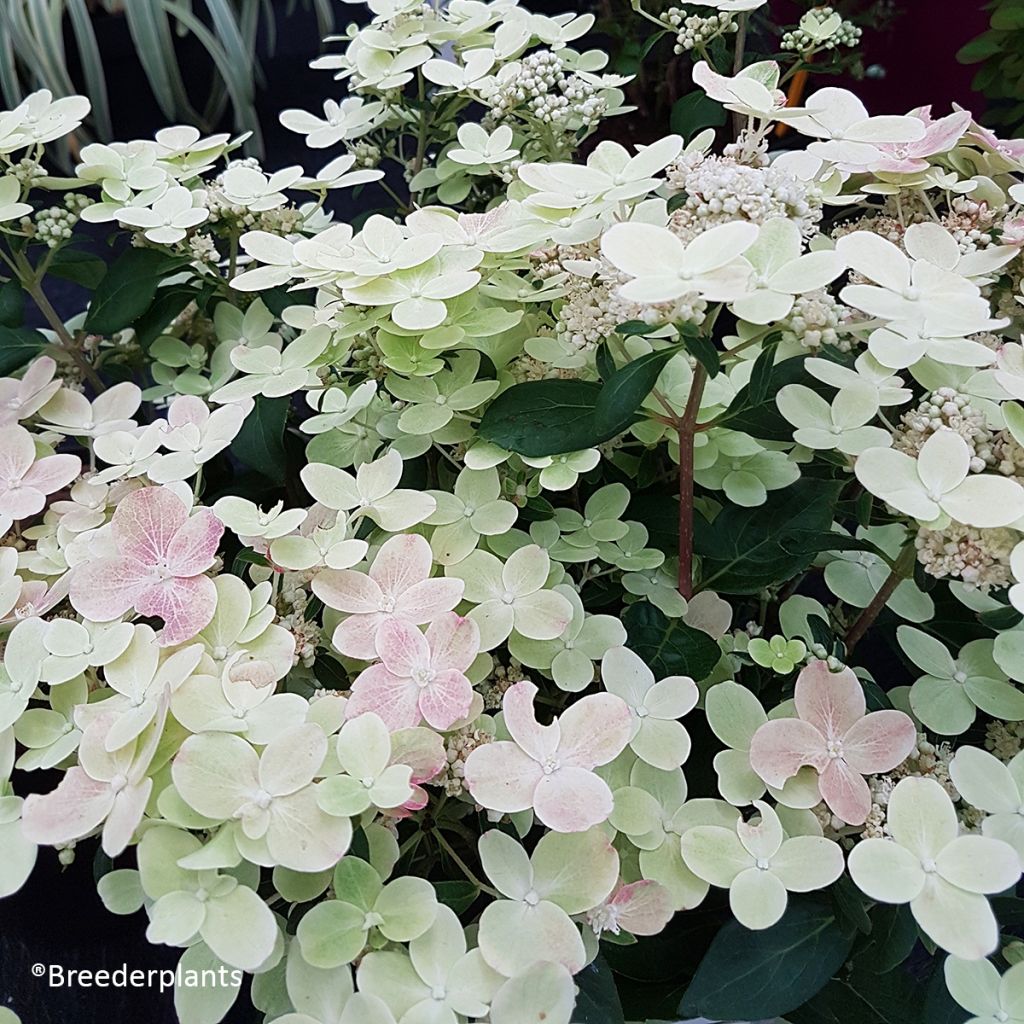 Hydrangea paniculata Switch Ophelia - Ortensia paniculata