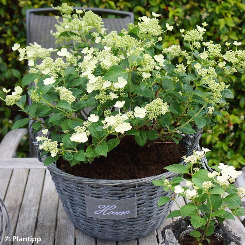 Hortensia paniculé - Hydrangea paniculata Prim White