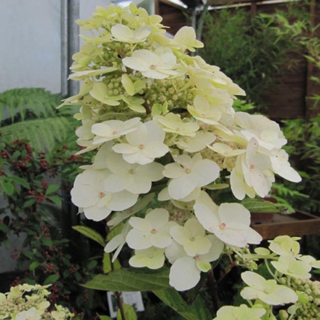 Hydrangea paniculata Unique - Ortensia paniculata