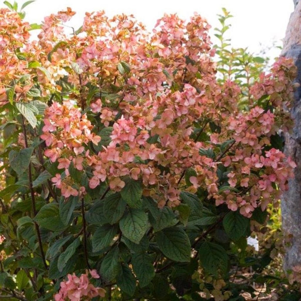 Hortensia - Hydrangea paniculata White Diamond