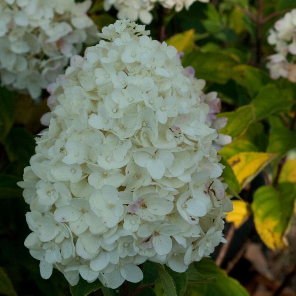 Hydrangea paniculata Silver Dollar - Ortensia paniculata