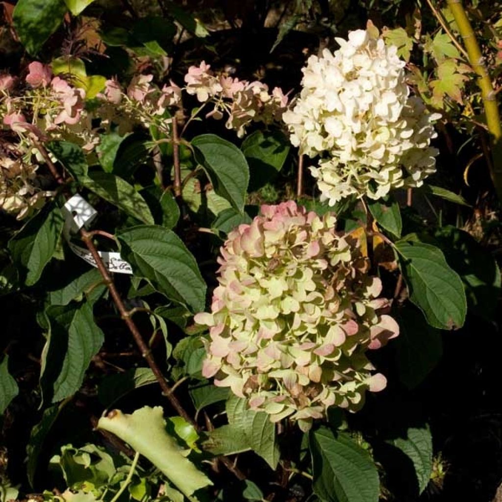 Hydrangea paniculata Silver Dollar - Ortensia paniculata