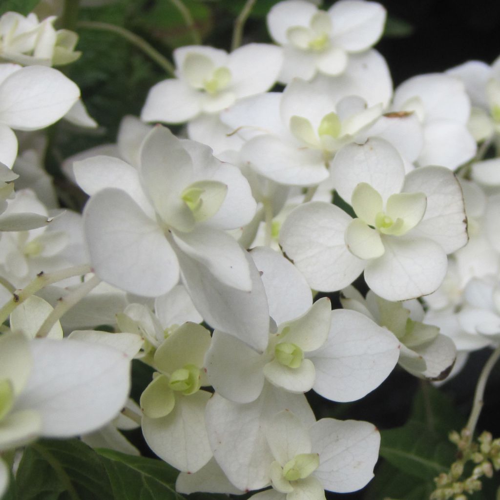 Hortensia - Hydrangea serrata Hakucho