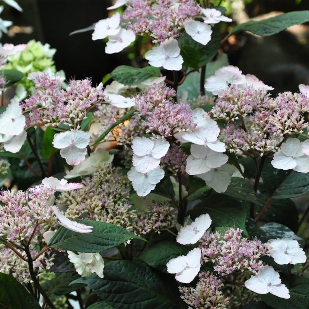 Hortensia - Hydrangea serrata Intermedia