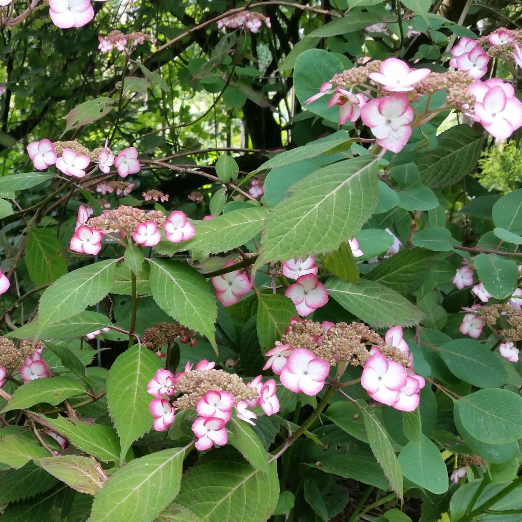 Hydrangea serrata Kiyosumi - Hortensia