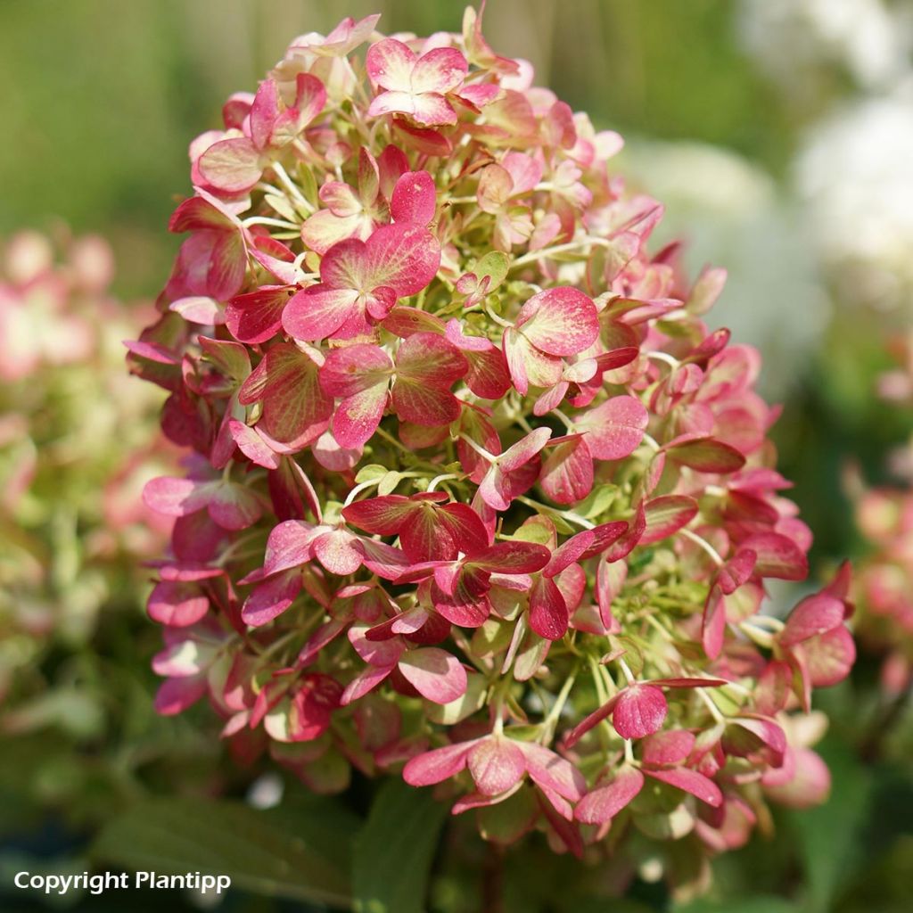 Hydrangea paniculata Graffiti - Ortensia paniculata