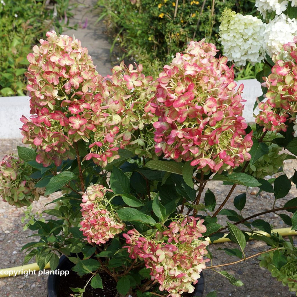 Hydrangea paniculata Graffiti - Ortensia paniculata