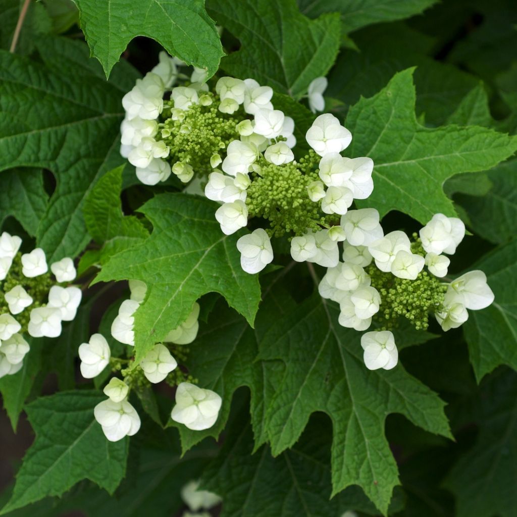 Hortensia à feuilles de chêne - Hydrangea quercifolia