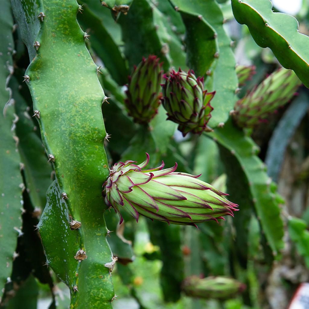 Hylocereus megalanthus - Pitaya gialla