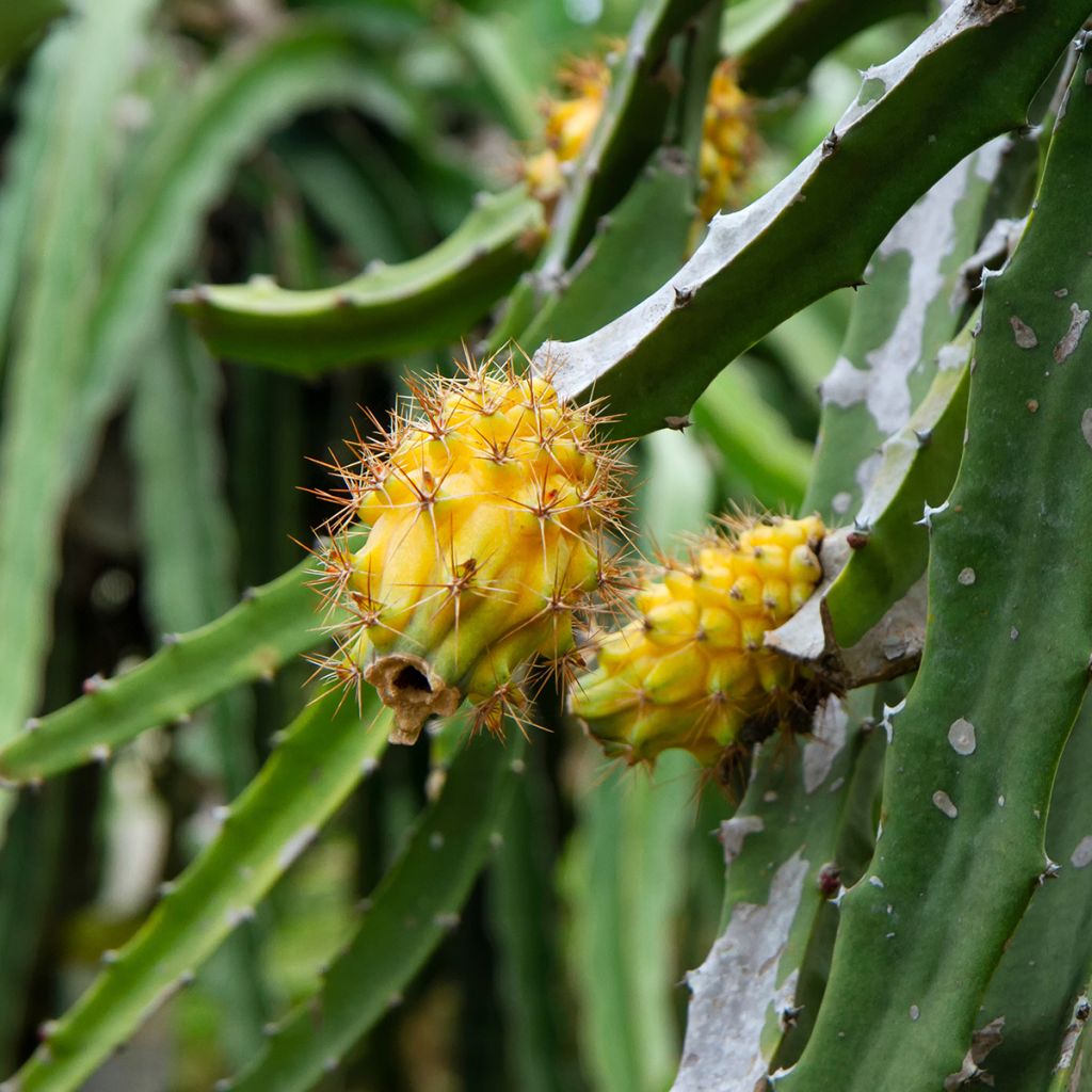 Hylocereus megalanthus - Pitaya gialla