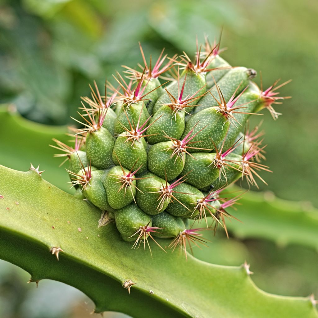 Hylocereus megalanthus - Pitaya gialla