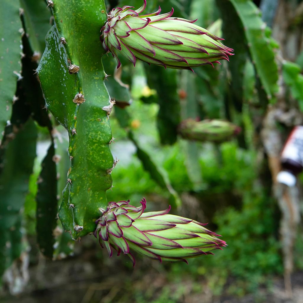 Hylocereus megalanthus - Pitaya gialla