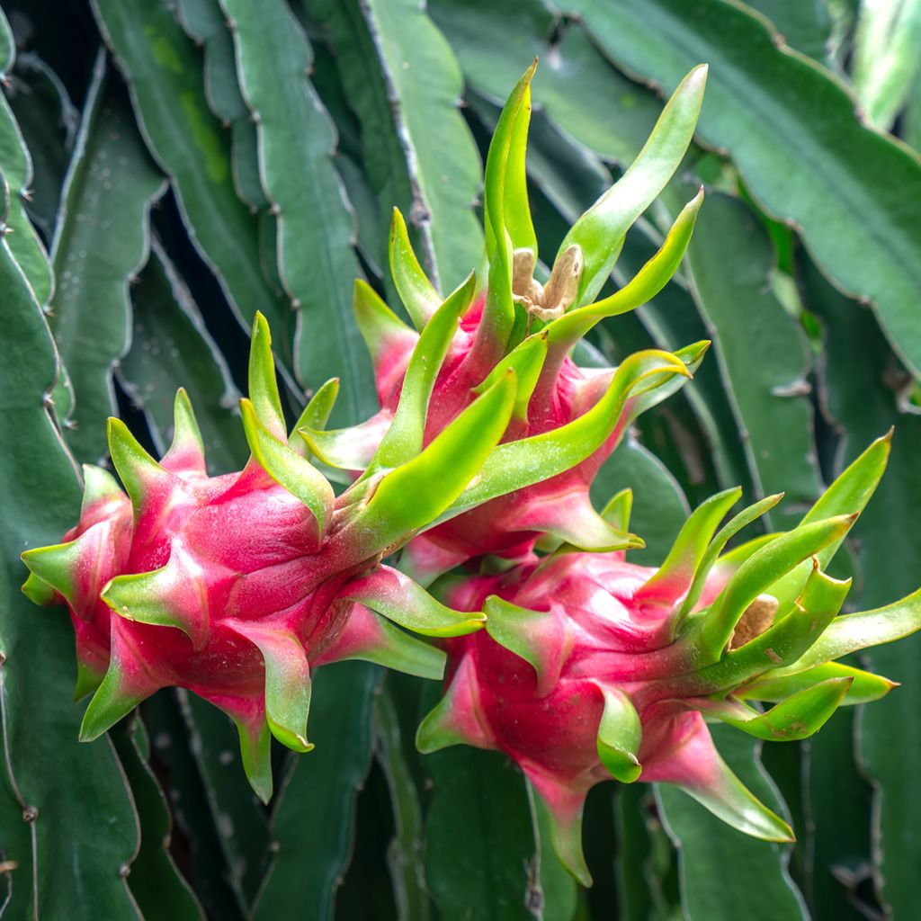 Hylocereus undatus - Pitaya