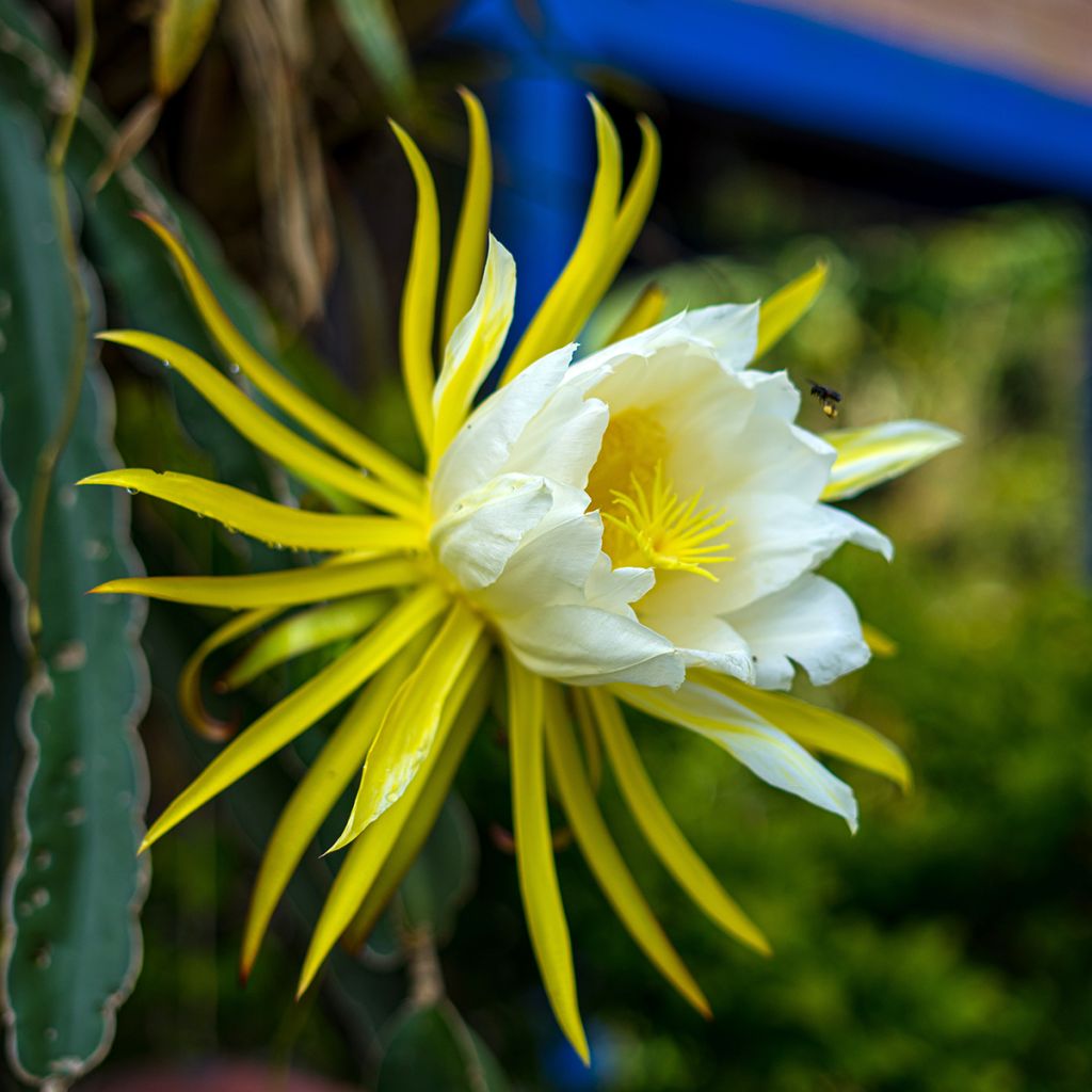 Hylocereus undatus - Pitaya