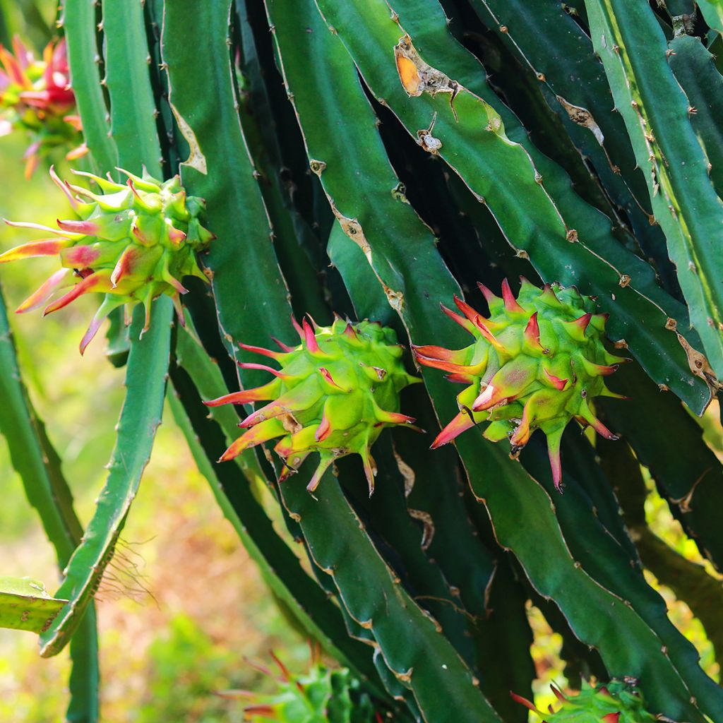 Hylocereus undatus - Pitaya