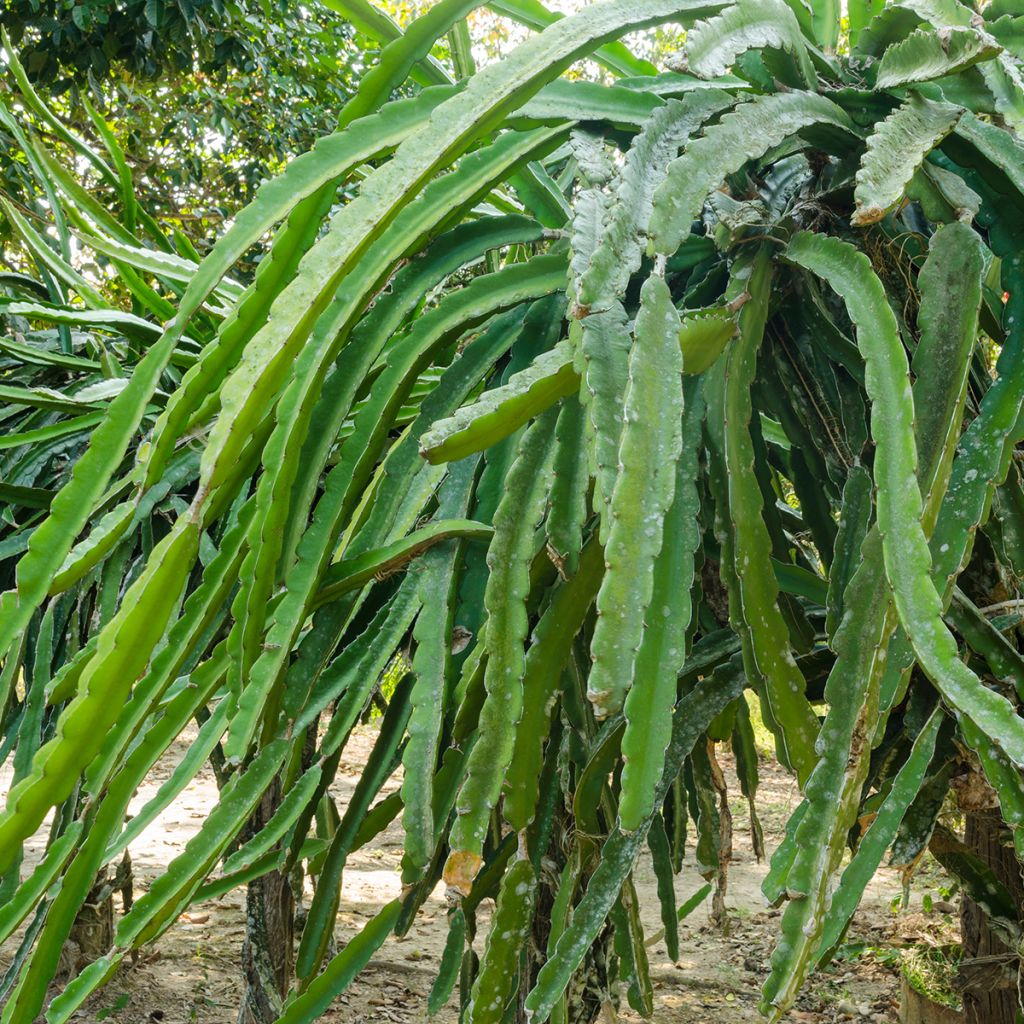 Hylocereus undatus - Pitaya