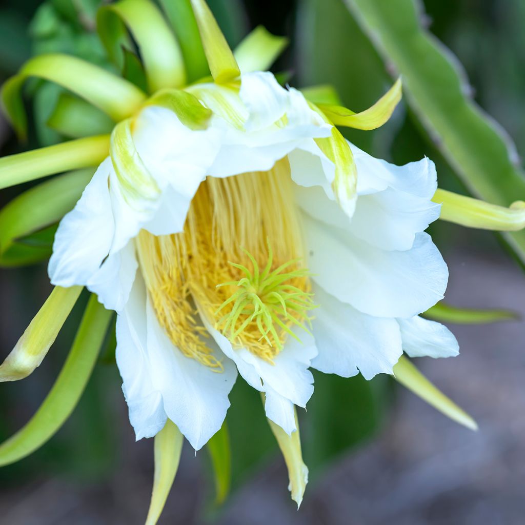 Hylocereus undatus - Pitaya