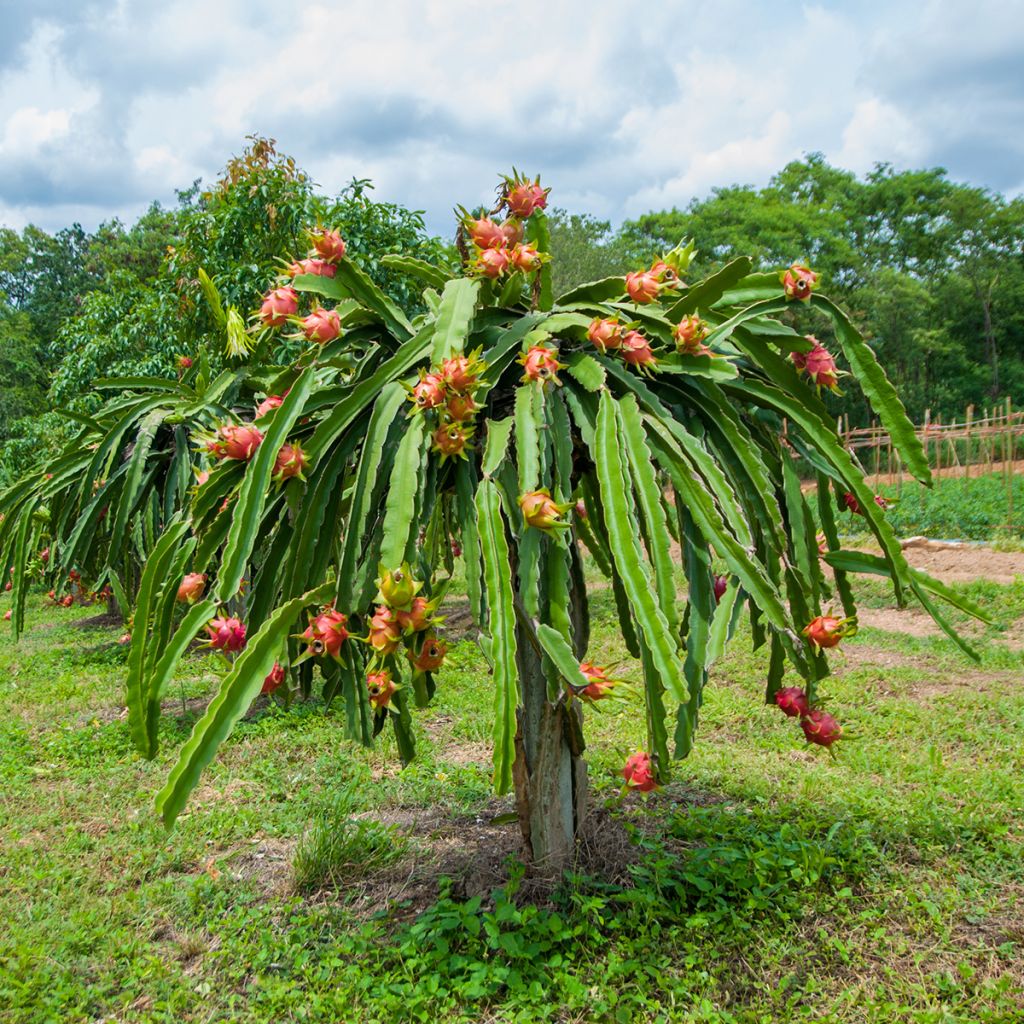 Hylocereus undatus - Pitaya