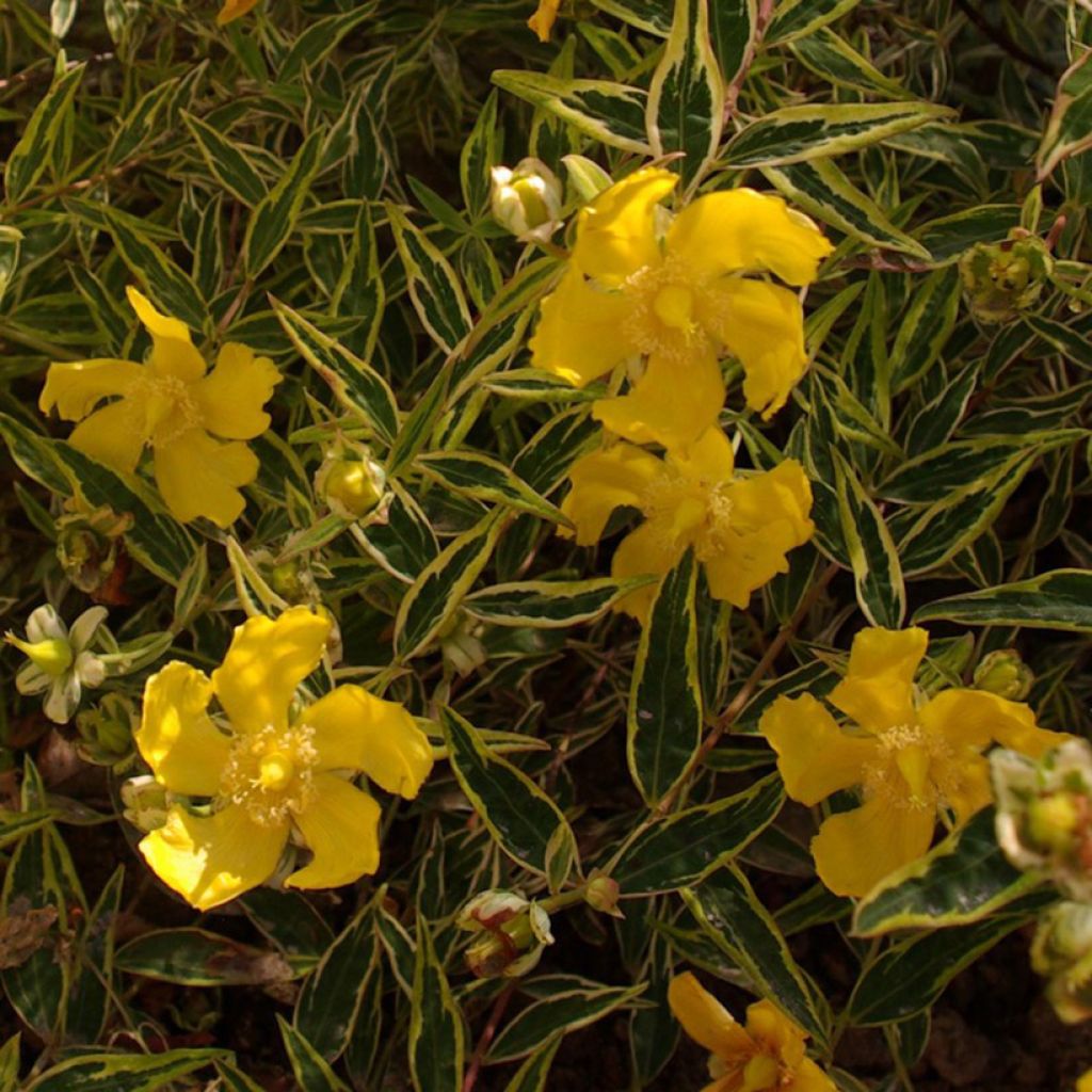 Hypericum Hidcote Limelight - Iperico