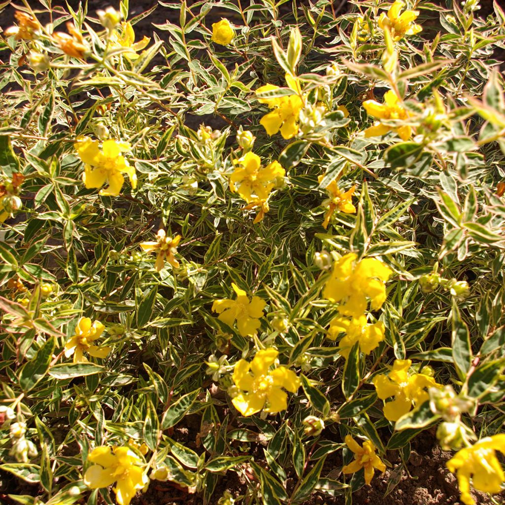 Hypericum Hidcote Limelight - Iperico