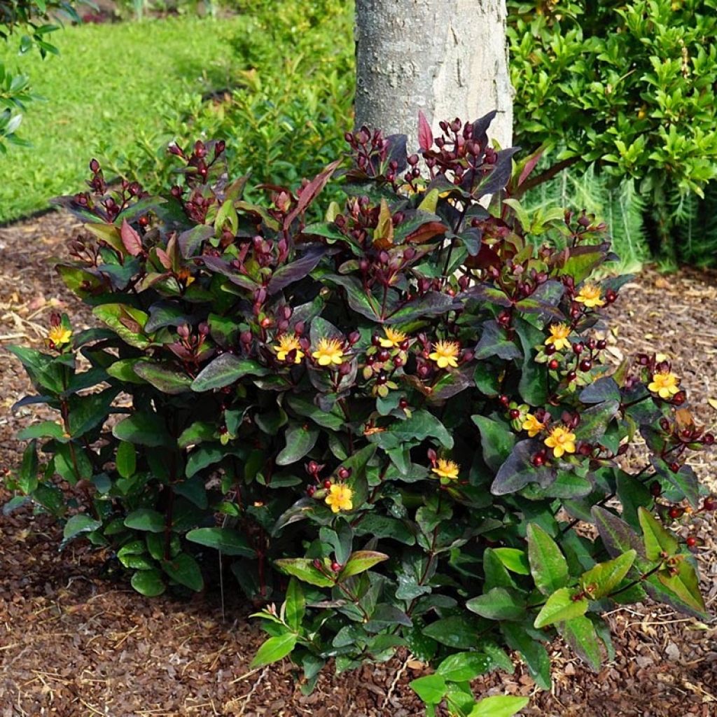 Millepertuis MIRACLE® Night - Hypericum