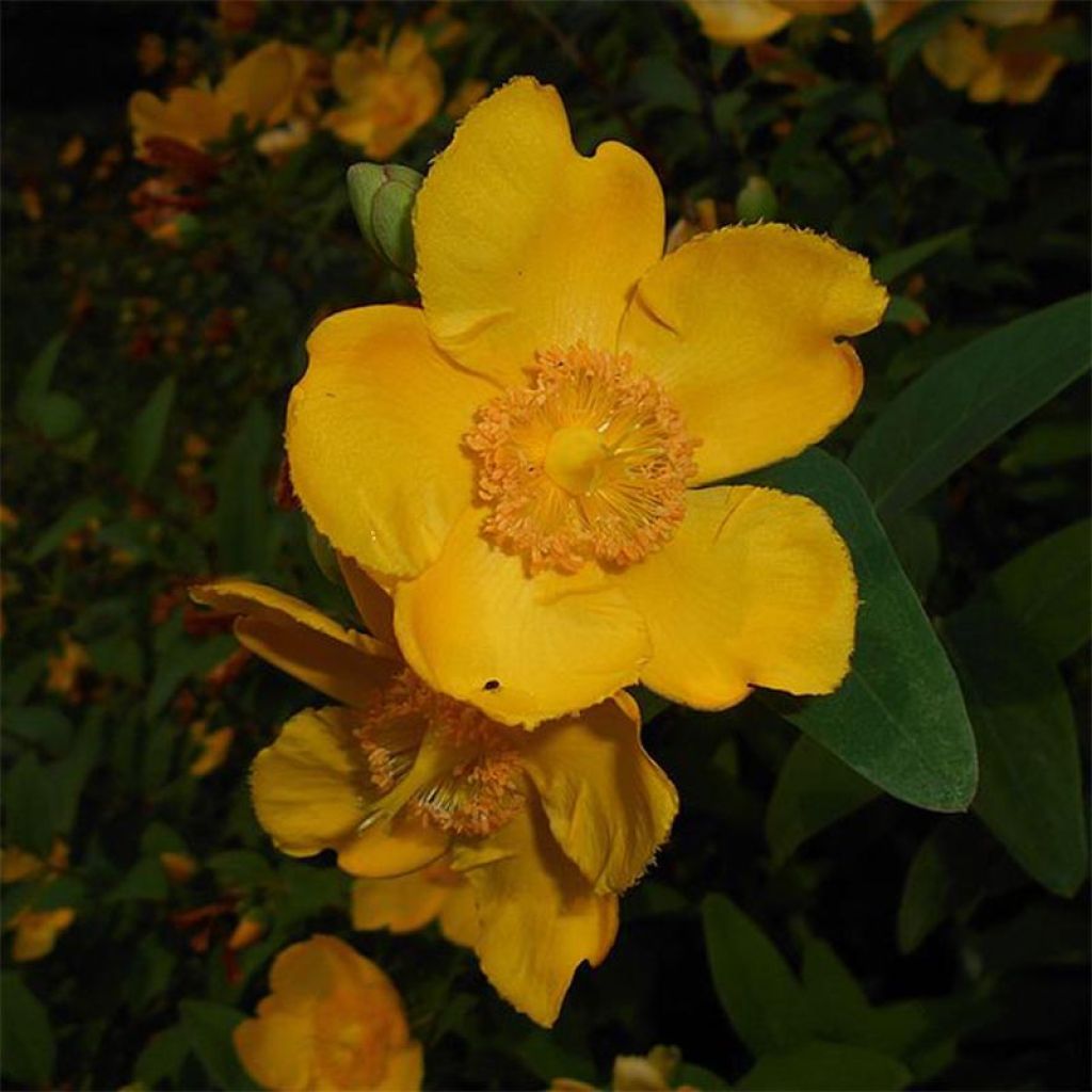 Millepertuis - Hypericum (x) moserianum