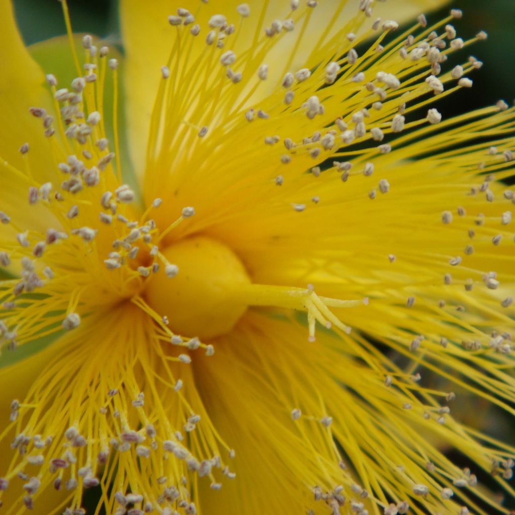 Millepertuis - Hypericum calycinum