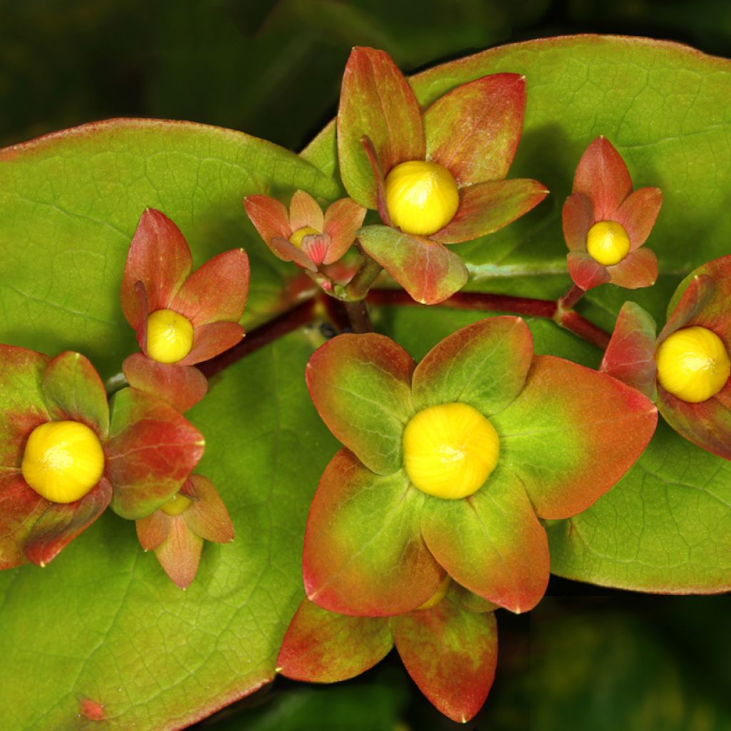 Hypericum inodorum Magical Red Flame - Iperico