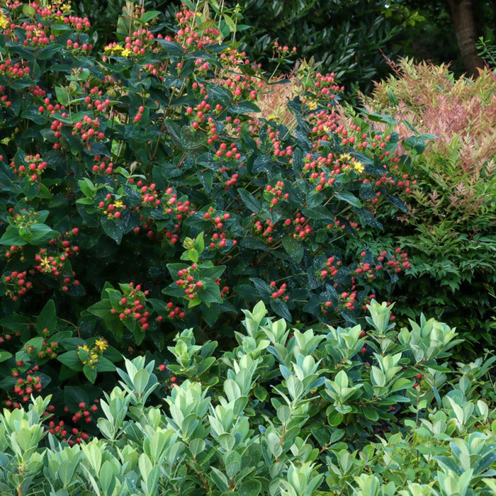 Hypericum inodorum Magical Red Flame - Iperico