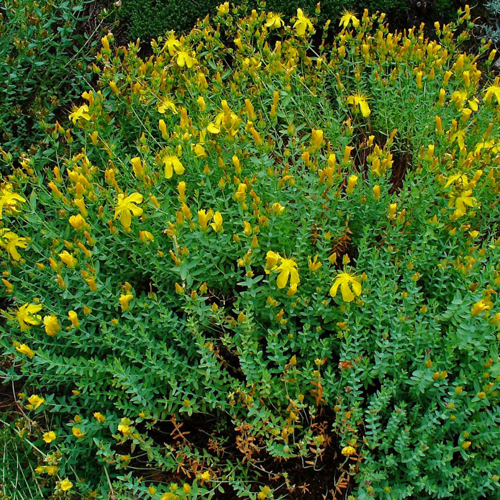 Hypericum olympicum - Millepertuis grec 