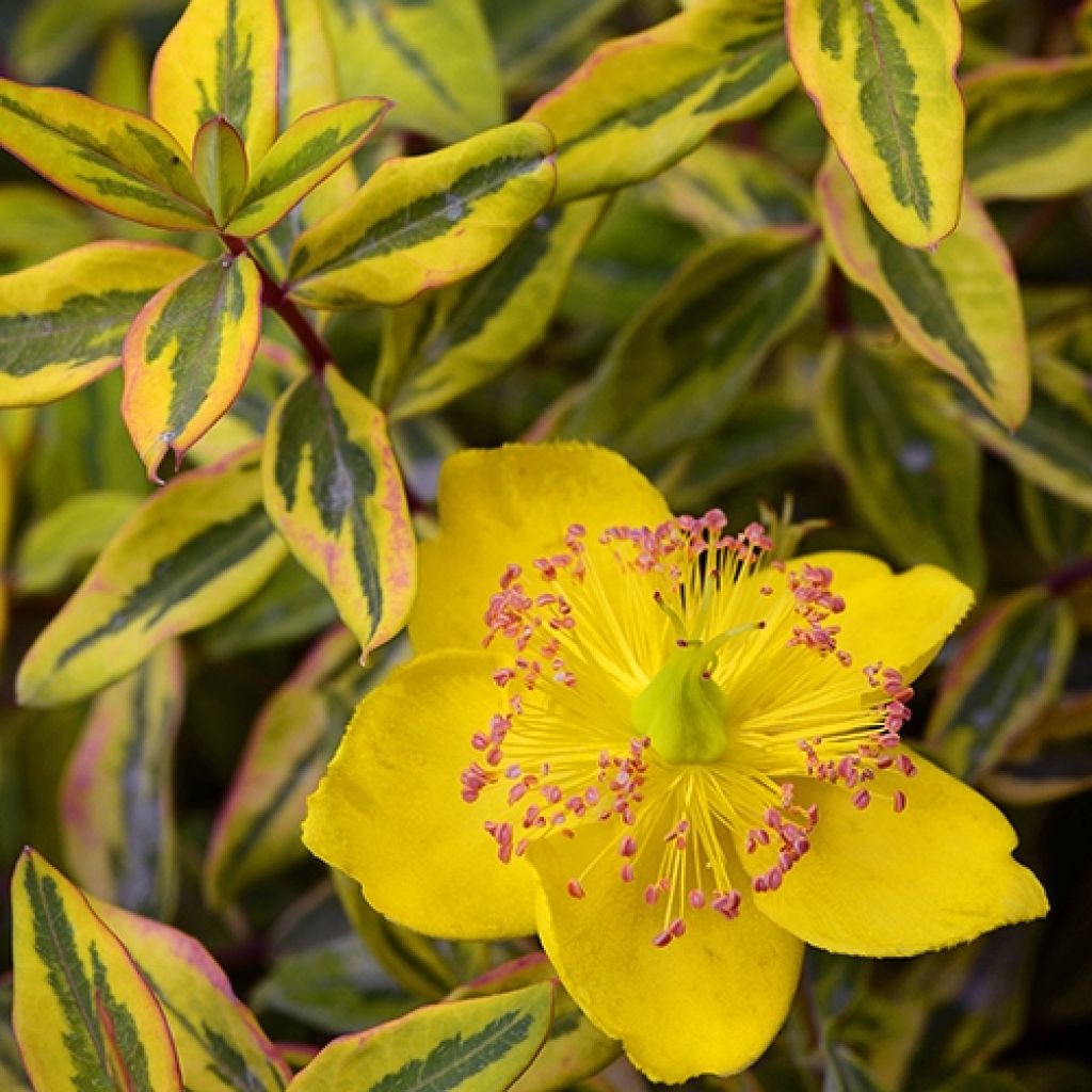 Hypericum moserianum Little Misstery - Iperico