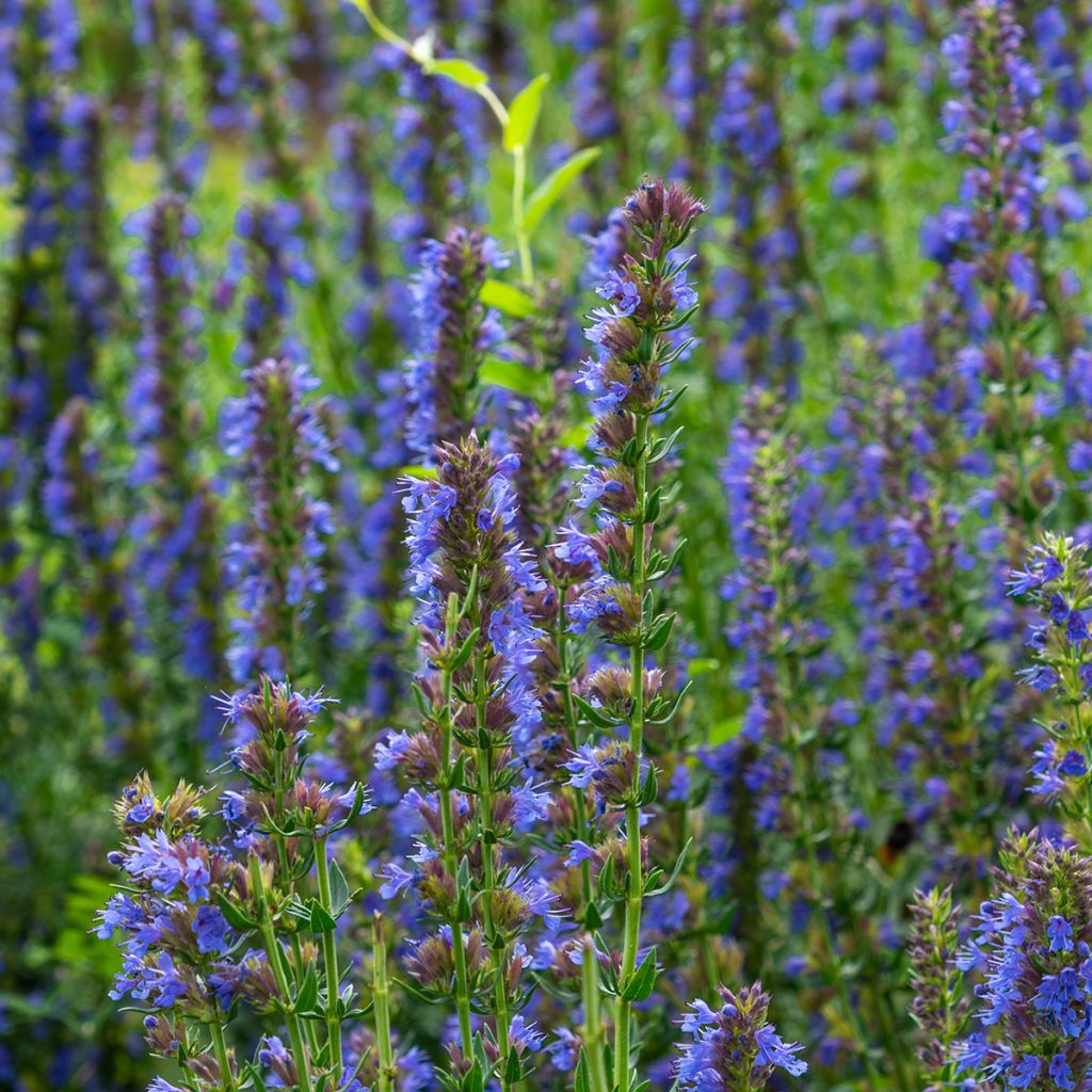 Hyssopus officinalis - Issopo