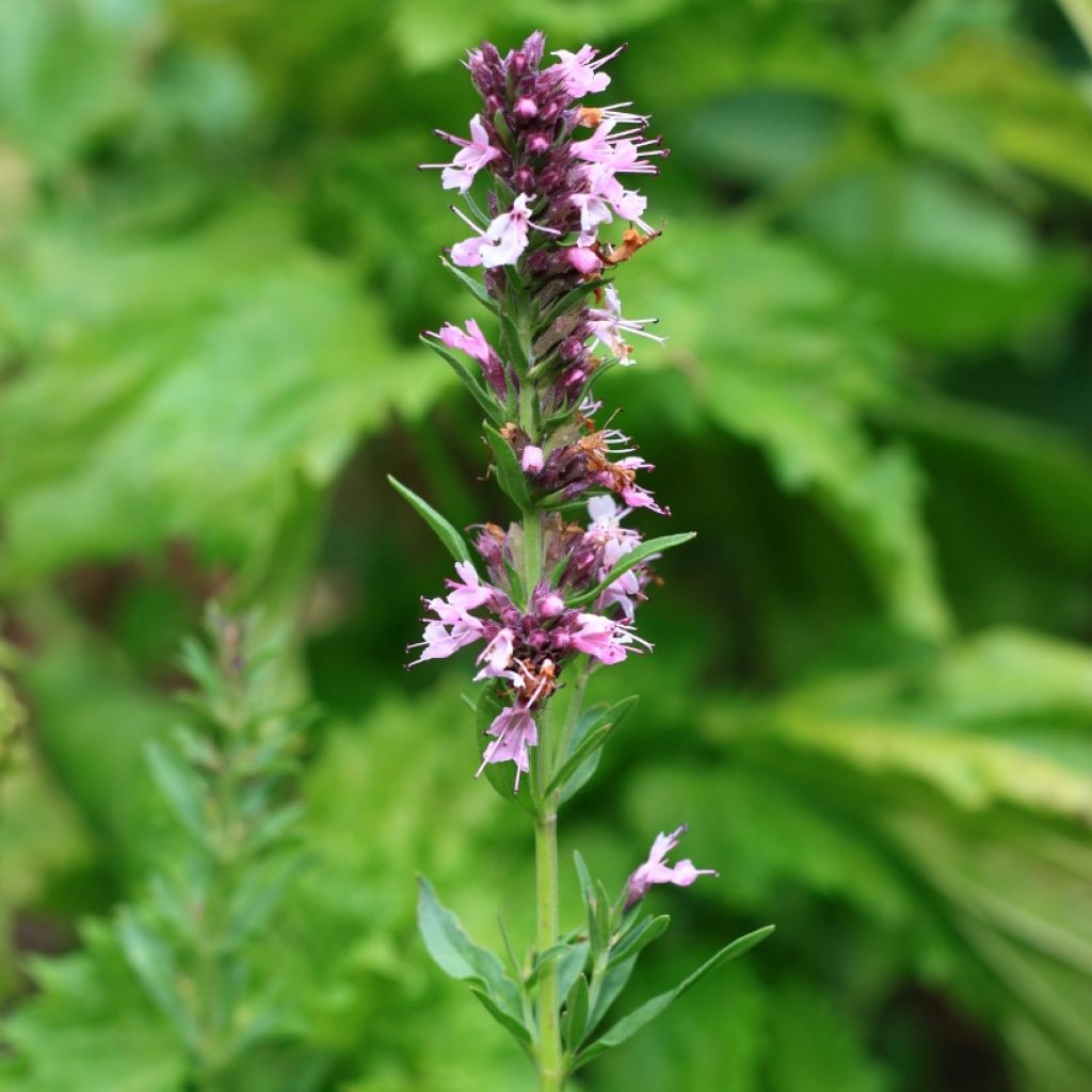 Issopo rosa - Hyssopus officinalis f. roseus