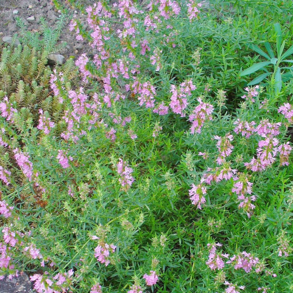 Hyssopus officinalis f. roseus - Hysope officinale rose