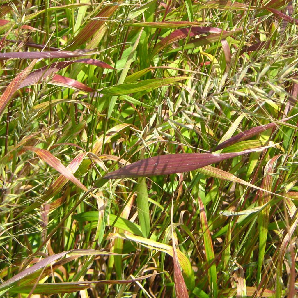 Hystrix patula - Graminée ornementale