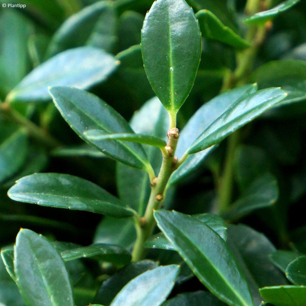 Ilex crenata Luxus Hedge - Agrifoglio giapponese