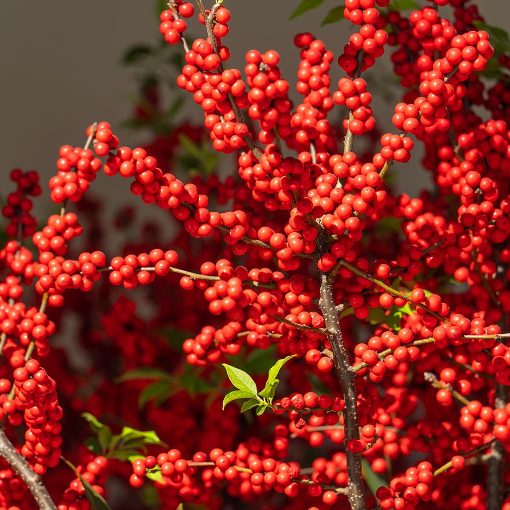 Ilex verticillata Magical Berry Winterberry - Agrifoglio