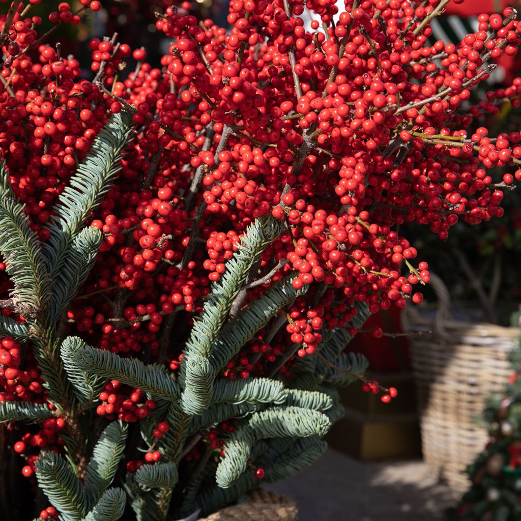 Ilex verticillata Magical Berry Winterberry - Agrifoglio